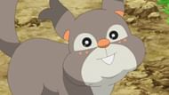Skwovet in the anime (Image via The Pokemon Company)